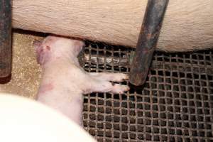 Farrowing crates at Pine Park Piggery NSW - Australian pig farming - Captured at Pine Park Piggery, Temora NSW Australia.