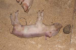 Farrowing crates at Pine Park Piggery NSW - Australian pig farming - Captured at Pine Park Piggery, Temora NSW Australia.