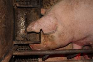 Sow with head under feed tray - Australian pig farming - Captured at Pine Park Piggery, Temora NSW Australia.