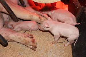 Farrowing crates at Pine Park Piggery NSW - Australian pig farming - Captured at Pine Park Piggery, Temora NSW Australia.