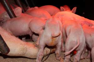 Farrowing crates at Pine Park Piggery NSW - Australian pig farming - Captured at Pine Park Piggery, Temora NSW Australia.