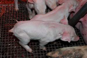 Farrowing crates at Pine Park Piggery NSW - Australian pig farming - Captured at Pine Park Piggery, Temora NSW Australia.