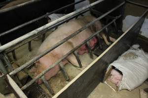 Farrowing crates at Pine Park Piggery NSW - Australian pig farming - Captured at Pine Park Piggery, Temora NSW Australia.