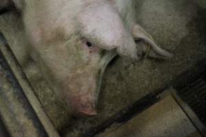 Farrowing crates at Pine Park Piggery NSW - Australian pig farming - Captured at Pine Park Piggery, Temora NSW Australia.