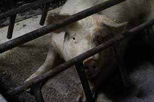 Farrowing crates at Pine Park Piggery NSW - Australian pig farming - Captured at Pine Park Piggery, Temora NSW Australia.