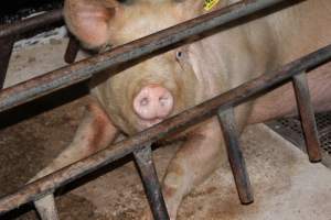 Farrowing crates at Pine Park Piggery NSW - Australian pig farming - Captured at Pine Park Piggery, Temora NSW Australia.