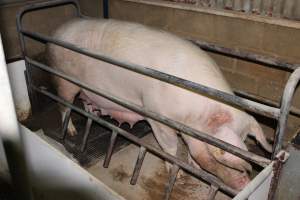 Farrowing crates at Pine Park Piggery NSW - Australian pig farming - Captured at Pine Park Piggery, Temora NSW Australia.