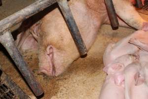 Farrowing crates at Pine Park Piggery NSW - Australian pig farming - Captured at Pine Park Piggery, Temora NSW Australia.