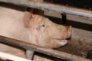 Farrowing crates at Pine Park Piggery NSW - Australian pig farming - Captured at Pine Park Piggery, Temora NSW Australia.