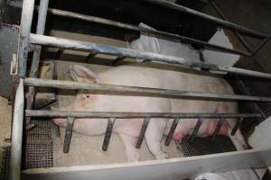 Farrowing crates at Pine Park Piggery NSW - Australian pig farming - Captured at Pine Park Piggery, Temora NSW Australia.