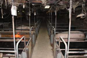 Looking down aisle of farrowing shed - Australian pig farming - Captured at Pine Park Piggery, Temora NSW Australia.