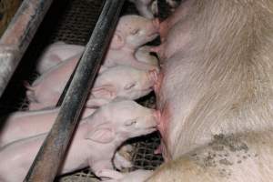 Piglets suckling - Australian pig farming - Captured at Pine Park Piggery, Temora NSW Australia.