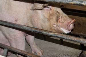 Farrowing crates at Pine Park Piggery NSW - Australian pig farming - Captured at Pine Park Piggery, Temora NSW Australia.