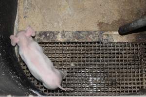 Farrowing crates at Pine Park Piggery NSW - Australian pig farming - Captured at Pine Park Piggery, Temora NSW Australia.