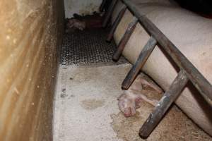 Farrowing crates at Pine Park Piggery NSW - Australian pig farming - Captured at Pine Park Piggery, Temora NSW Australia.