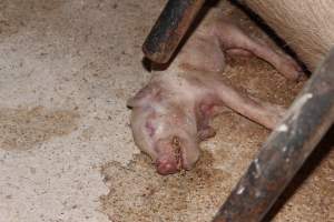 Farrowing crates at Pine Park Piggery NSW - Australian pig farming - Captured at Pine Park Piggery, Temora NSW Australia.