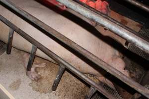 Farrowing crates at Pine Park Piggery NSW - Australian pig farming - Captured at Pine Park Piggery, Temora NSW Australia.