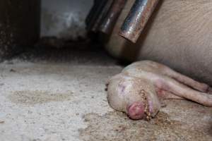 Farrowing crates at Pine Park Piggery NSW - Australian pig farming - Captured at Pine Park Piggery, Temora NSW Australia.