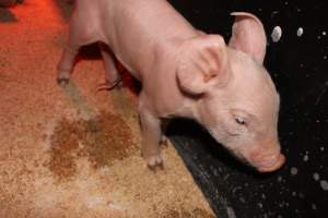 Farrowing crates at Pine Park Piggery NSW - Australian pig farming - Captured at Pine Park Piggery, Temora NSW Australia.