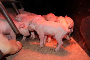 Farrowing crates at Pine Park Piggery NSW - Australian pig farming - Captured at Pine Park Piggery, Temora NSW Australia.