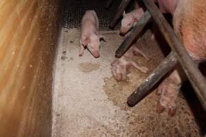 Farrowing crates at Pine Park Piggery NSW - Australian pig farming - Captured at Pine Park Piggery, Temora NSW Australia.