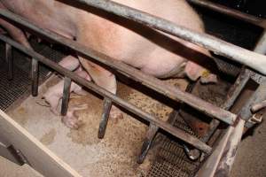 Farrowing crates at Pine Park Piggery NSW - Australian pig farming - Captured at Pine Park Piggery, Temora NSW Australia.