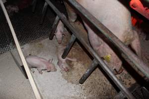 Farrowing crates at Pine Park Piggery NSW - Australian pig farming - Captured at Pine Park Piggery, Temora NSW Australia.