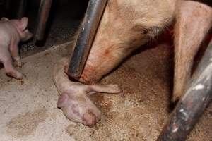 Mother nudging dead piglet - Australian pig farming - Captured at Pine Park Piggery, Temora NSW Australia.
