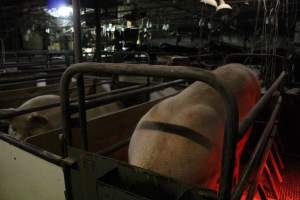 Farrowing crates at Pine Park Piggery NSW - Australian pig farming - Captured at Pine Park Piggery, Temora NSW Australia.