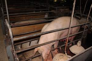 Farrowing crates at Pine Park Piggery NSW - Australian pig farming - Captured at Pine Park Piggery, Temora NSW Australia.