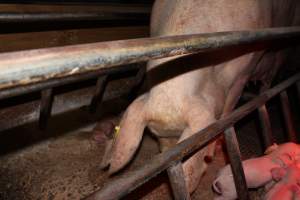 Farrowing crates at Pine Park Piggery NSW - Australian pig farming - Captured at Pine Park Piggery, Temora NSW Australia.