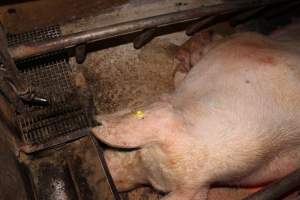 Farrowing crates at Pine Park Piggery NSW - Australian pig farming - Captured at Pine Park Piggery, Temora NSW Australia.