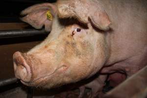 Farrowing crates at Pine Park Piggery NSW - Australian pig farming - Captured at Pine Park Piggery, Temora NSW Australia.