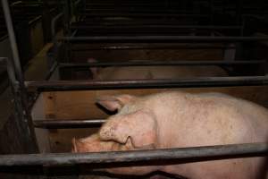 Farrowing crates at Pine Park Piggery NSW - Australian pig farming - Captured at Pine Park Piggery, Temora NSW Australia.