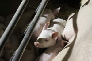 Farrowing crates at Pine Park Piggery NSW - Australian pig farming - Captured at Pine Park Piggery, Temora NSW Australia.