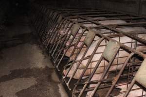 Sow stalls at Pine Park Piggery NSW - Australian pig farming - Captured at Pine Park Piggery, Temora NSW Australia.