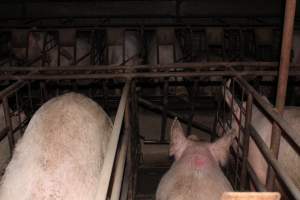 Sow stalls at Pine Park Piggery NSW - Australian pig farming - Captured at Pine Park Piggery, Temora NSW Australia.