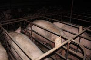 Sow stalls at Pine Park Piggery NSW - Australian pig farming - Captured at Pine Park Piggery, Temora NSW Australia.