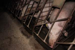 Sow stalls at Pine Park Piggery NSW - Australian pig farming - Captured at Pine Park Piggery, Temora NSW Australia.