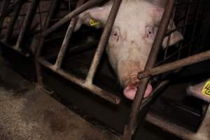 Sow stalls at Pine Park Piggery NSW - Australian pig farming - Captured at Pine Park Piggery, Temora NSW Australia.