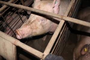 Sow stalls at Pine Park Piggery NSW - Australian pig farming - Captured at Pine Park Piggery, Temora NSW Australia.