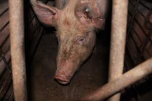 Sow stalls at Pine Park Piggery NSW - Australian pig farming - Captured at Pine Park Piggery, Temora NSW Australia.