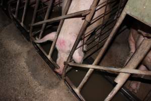 Sow stalls at Pine Park Piggery NSW - Australian pig farming - Captured at Pine Park Piggery, Temora NSW Australia.