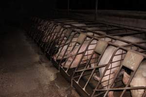 Sow stalls at Pine Park Piggery NSW - Australian pig farming - Captured at Pine Park Piggery, Temora NSW Australia.