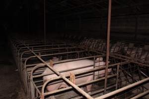 Sow stalls at Pine Park Piggery NSW - Australian pig farming - Captured at Pine Park Piggery, Temora NSW Australia.