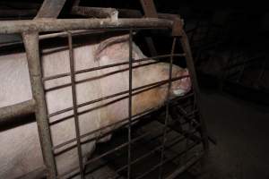 Sow stalls at Pine Park Piggery NSW - Australian pig farming - Captured at Pine Park Piggery, Temora NSW Australia.