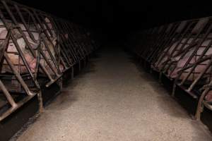 Sow stalls at Pine Park Piggery NSW - Australian pig farming - Captured at Pine Park Piggery, Temora NSW Australia.