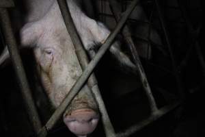 Sow stalls at Pine Park Piggery NSW - Australian pig farming - Captured at Pine Park Piggery, Temora NSW Australia.