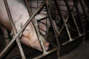 Sow stalls at Pine Park Piggery NSW - Australian pig farming - Captured at Pine Park Piggery, Temora NSW Australia.