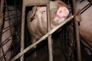 Sow stalls at Pine Park Piggery NSW - Australian pig farming - Captured at Pine Park Piggery, Temora NSW Australia.